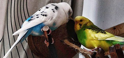 Wellensittich anschaffen - Überlegen Sie sich den Schritt 3 Wellensittich-anschaffen