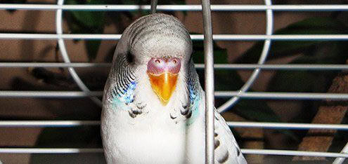 Wellensittich zugeflogen was ist zu tun? 2 Wellensittich-zugeflogen-banner