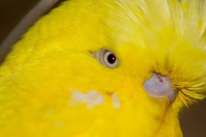 Ino Wellensittiche besitzen rote Augen Ino Wellensittich