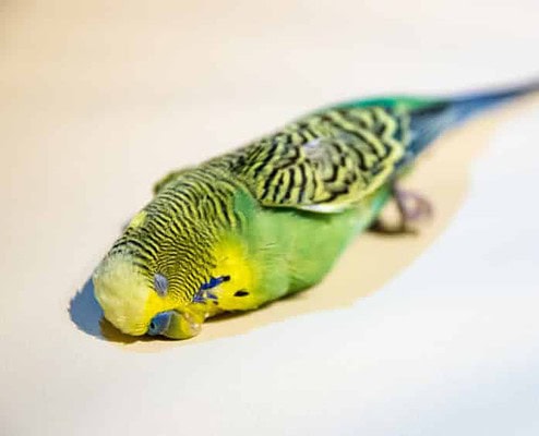 Wellensittich tot - Wohin mit dem verstorbenen Vogel 4 Toter Wellensittich
