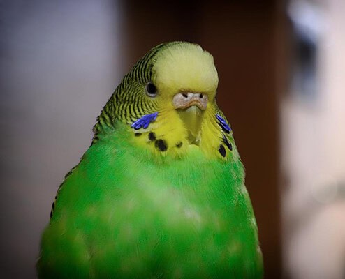 Ein Vogel als Haustier 2 Vogel als Haustier