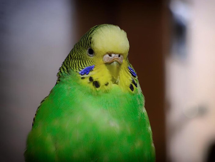 Vogel als Haustier Vogel als Haustier