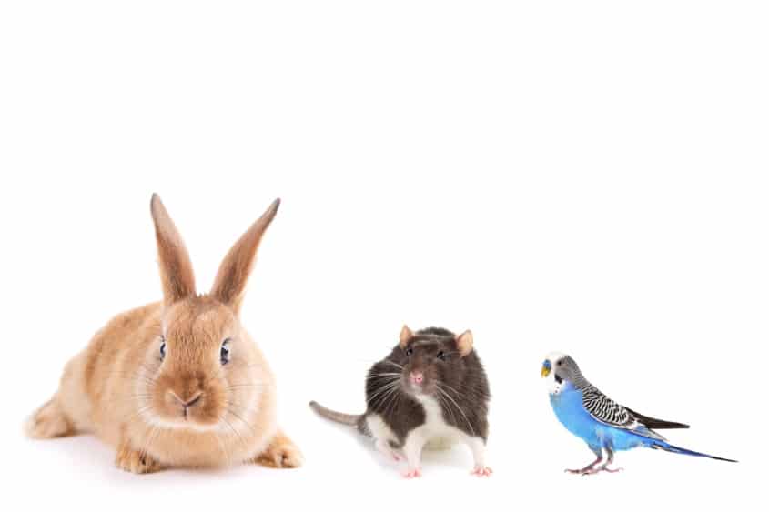 Kaninchen und Vögel zusammen halten