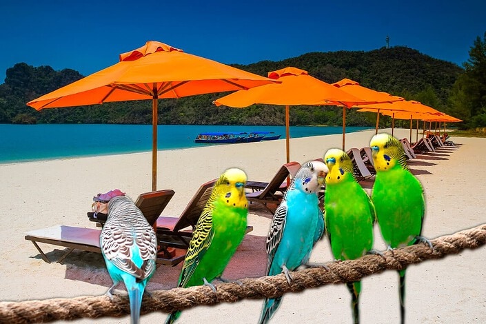 Tipps für die Versorgung von Wellensittichen im Urlaub Wellensittiche in der Urlaubszeit