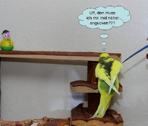 Lustige Bilder Wellensittich: Zeichne deinen eigenen fröhlichen Freund!