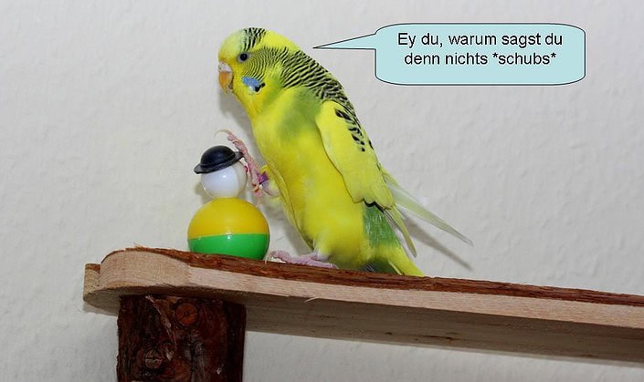 Wellensittich-comic8