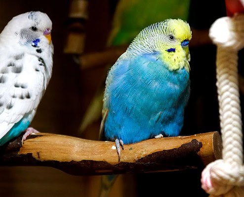 Farbreihen bei Wellensittichen 3 farbreihen der Wellensittiche