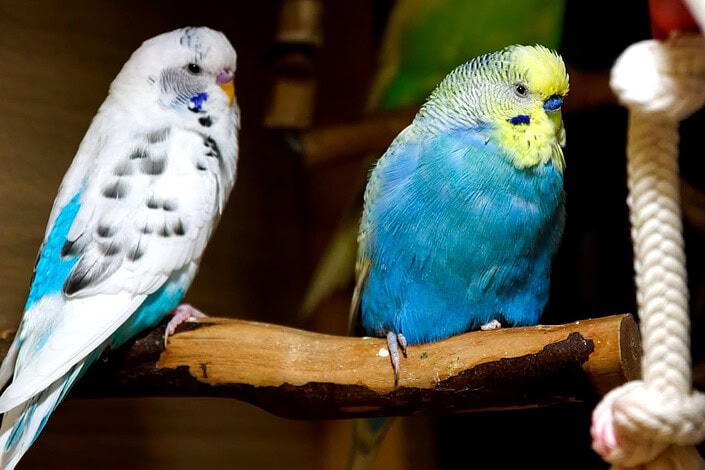 Farbreihen der Wellensittiche, die Vielfalt der Farben farbreihen der Wellensittiche