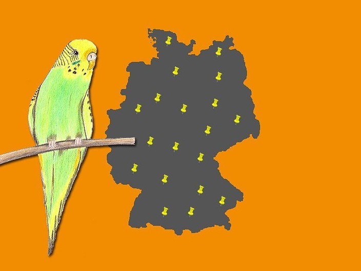 Wellensittich-Zuechter-Deutschland