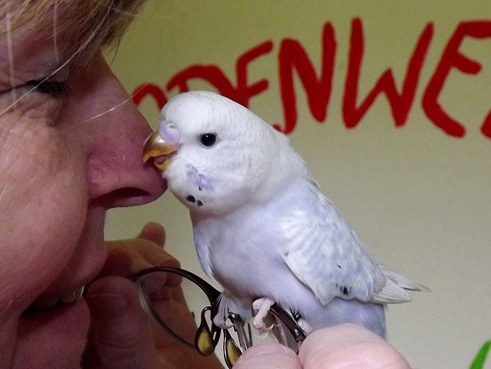 Odenwellis Wellensittichzucht Odenwellis Wellensittichzucht