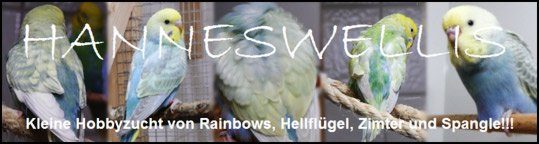 Hobby-Wellensittich-Zucht-Hanneswellis Wellensittich-Zucht-Hanneswellis