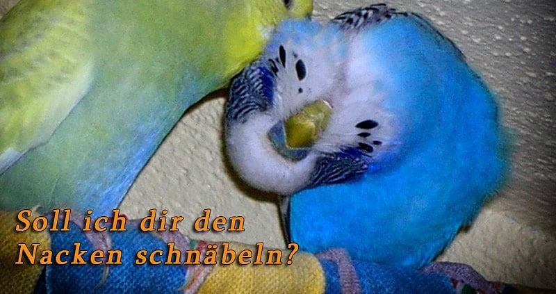 Wellensittich-e-card