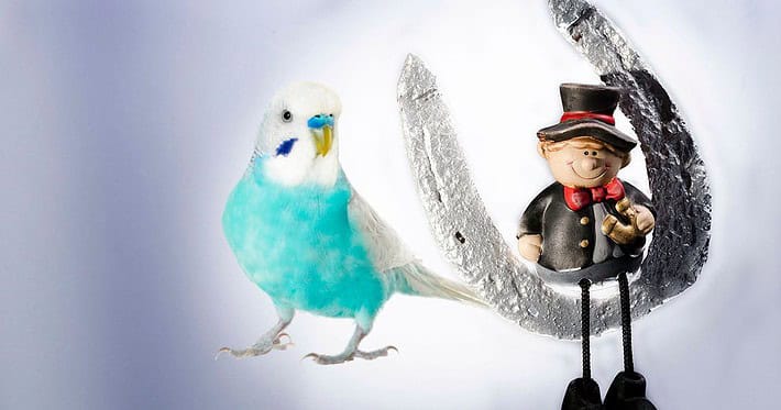 Wellensittiche zu Silvester