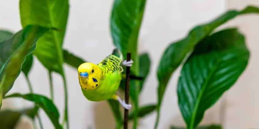 Giftige Zimmerpflanzen für Vögel