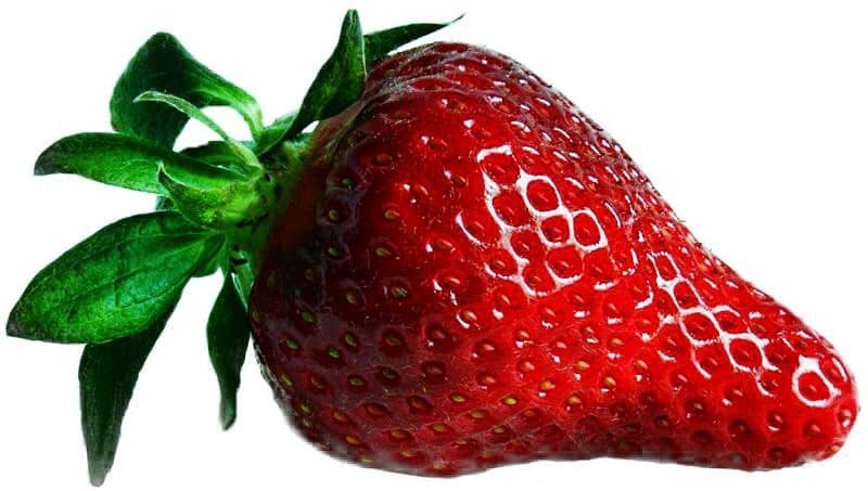frische Erdbeeren für Wellensittiche