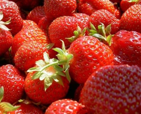 Erdbeeren für Wellensittiche