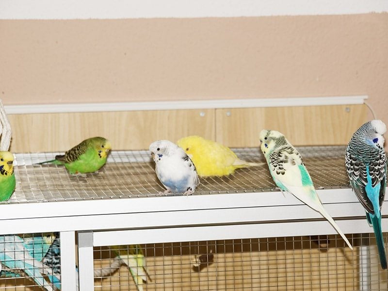 Wellensittich Voliere aus Aluminium – Erfahrungsbericht, Vorteile & Tipps 3 Wellensittiche auf Aluminium Voliere