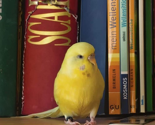 Wellensittich knabbert an Bücher