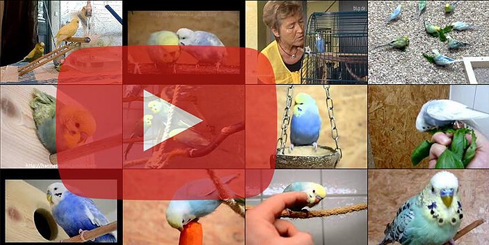 Wellensittich Video Wellensittich Video