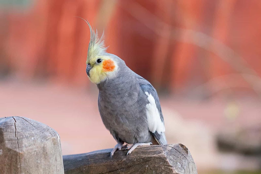 Nymphensittich | Kakadusittich mit Fleck und Haube