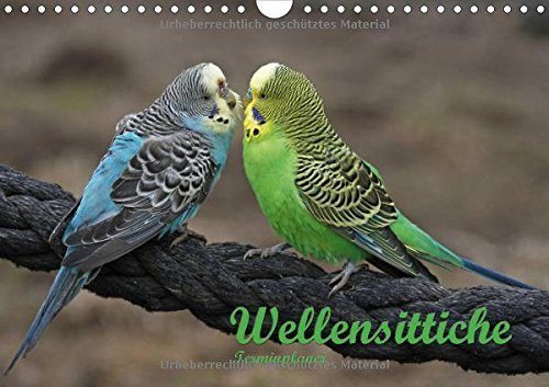 Terminplaner-Wellensittiche-Wandkalender-2015-DIN-A4-quer-Putzige-Piepmtze-Monatskalender-14-Seiten-0