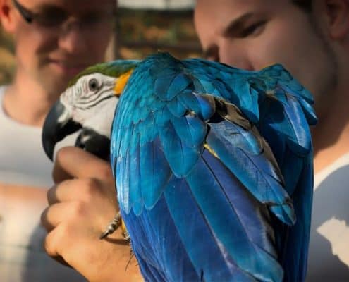 Vogelschau Rostock zahmer Papagei