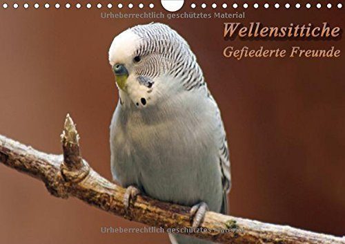 Wellensittiche-Gefiederte-Freunde-Wandkalender-2015-DIN-A4-quer-Auergewhnliche-Fotos-von-Wellensittichen-Monatskalender-14-Seiten-0