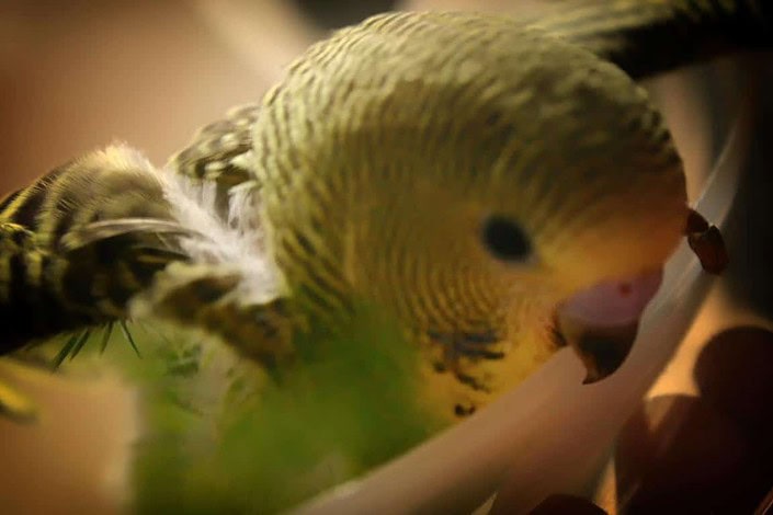 Vogelzüchter für Wellensittiche in 41849 Wassenberg Vogelzüchter in 41849 Wassenberg
