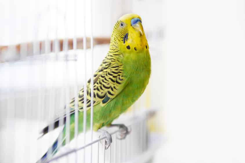 Vogelkäfige für wellensittiche - Die TOP Auswahl unter den analysierten Vogelkäfige für wellensittiche