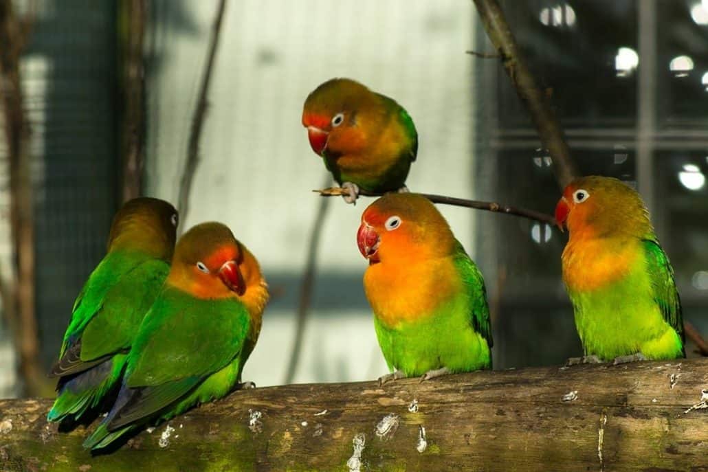 Vitamine Farbig Für Vögel Kanarien Wellensittich Wild Unzertrennliche Agapornis 