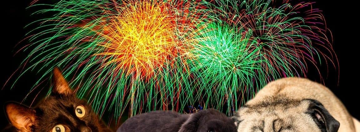 Feuerwerkskörper die Angst für Haustiere zu Silvester