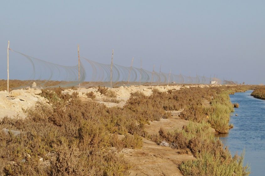 Vogelfangnetze an Ägyptens Mittelmeerküste