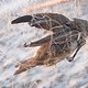 illegale Zugvogelfang