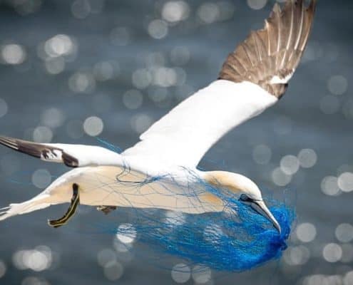 Plastikmüll bedroht Vögel