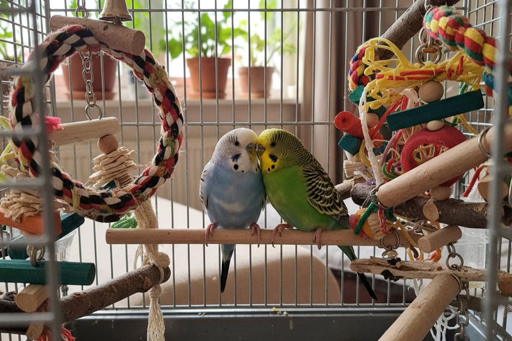 Käfigausstattung: So richtest du den Vogelkäfig deiner Wellensittiche richtig ein 2 Artgerecht eingerichteter Wellensittichkäfig mit zwei Wellensittichen auf Naturholzstangen und farbenreichem Spielzeug